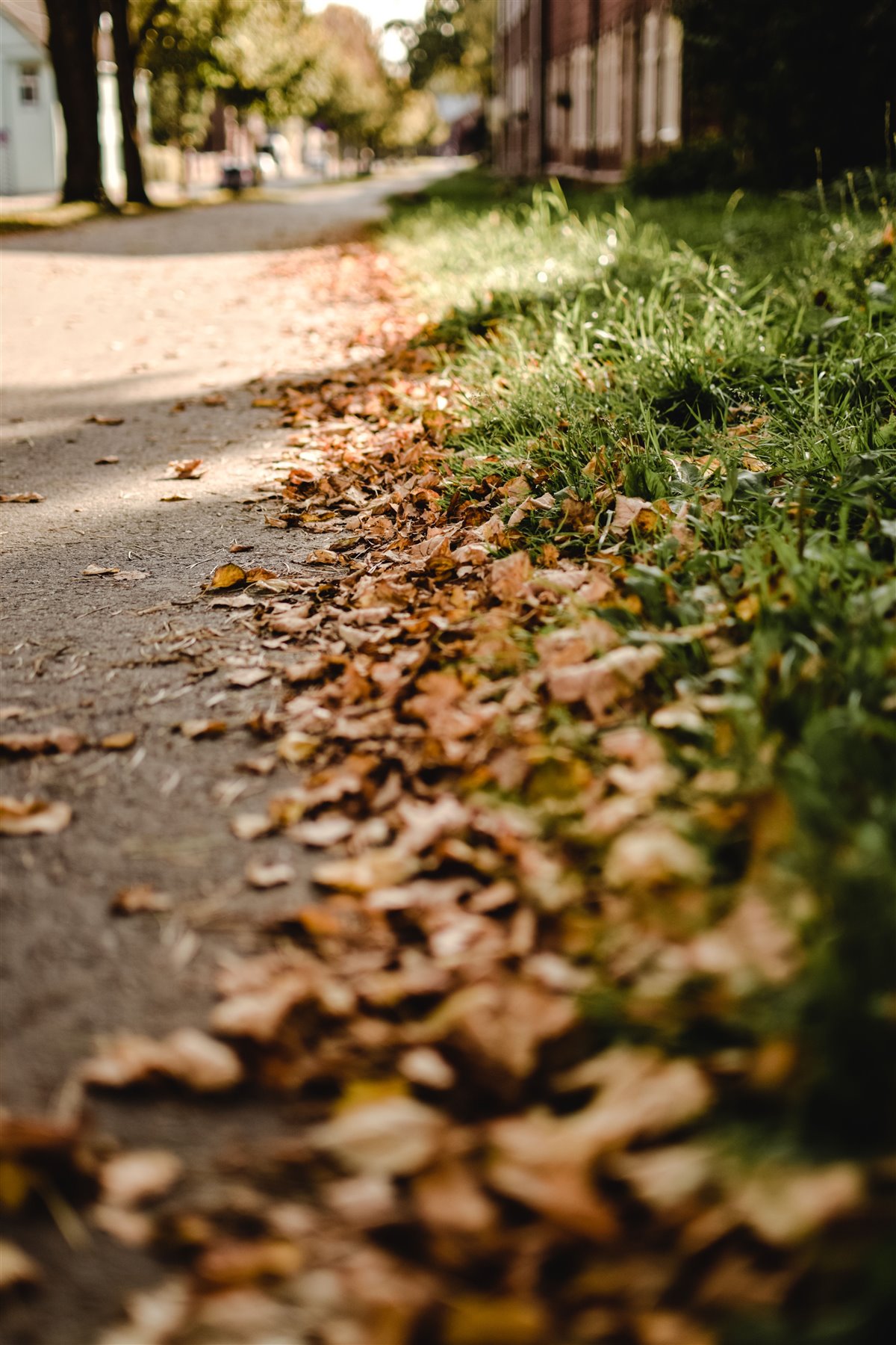 Herbstlaub entlang eines Wohnwegs vor der saisonalen Reinigung